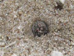 Cicindela repanda repanda