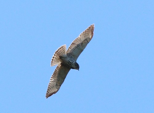 Buteo platypterus image