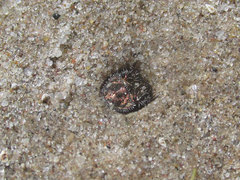 Cicindela repanda repanda