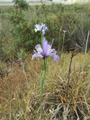 Iris xiphium