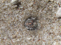 Cicindela repanda repanda