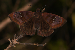 Ephyriades brunnea floridensis