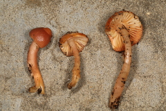 Gliophorus