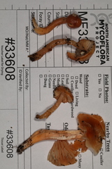 Gliophorus