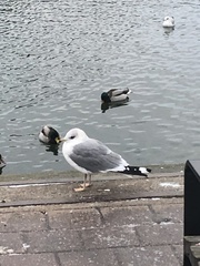 Larus canus