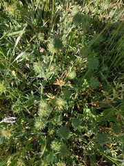 Trifolium leucanthum