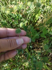 Trifolium leucanthum