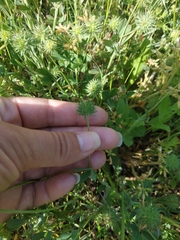 Trifolium leucanthum