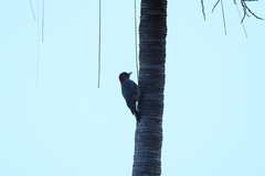 Melanerpes carolinus image