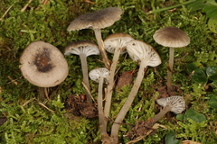 Hydropus praedecurrens