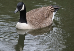 Branta canadensis