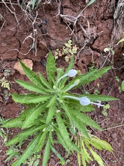 Hippobroma longiflora