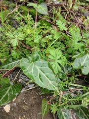 Reynoutria multiflora