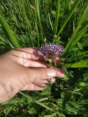 Allium cyrillii