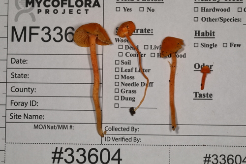 Hygrocybe (Photo 2 of 3)