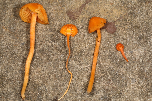 Hygrocybe (Photo 3 of 3)