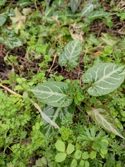 Reynoutria multiflora