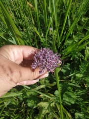Allium cyrillii