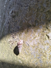 Cerithidea decollata