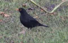 Turdus merula