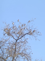 Bombycilla cedrorum