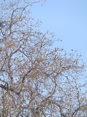 Bombycilla cedrorum