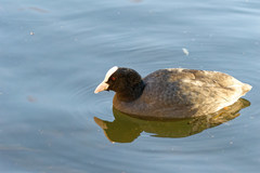 Fulica atra