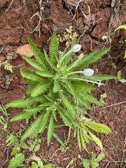 Hippobroma longiflora