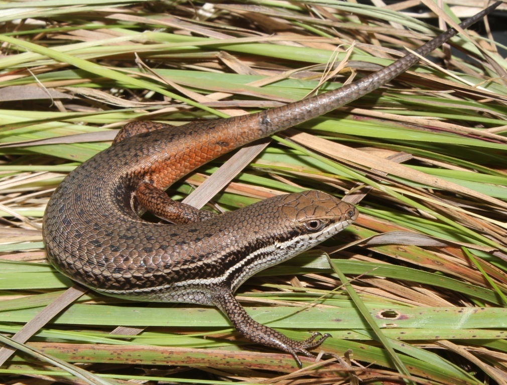 Bayon's Skink