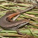 Trachylepis bayonii - Photo (c) Alex Rebelo,  זכויות יוצרים חלקיות (CC BY-NC), הועלה על ידי Alex Rebelo