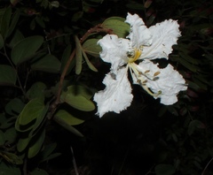 Bauhinia mendoncae image