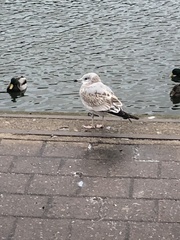 Larus canus