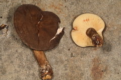 Lactifluus petersenii