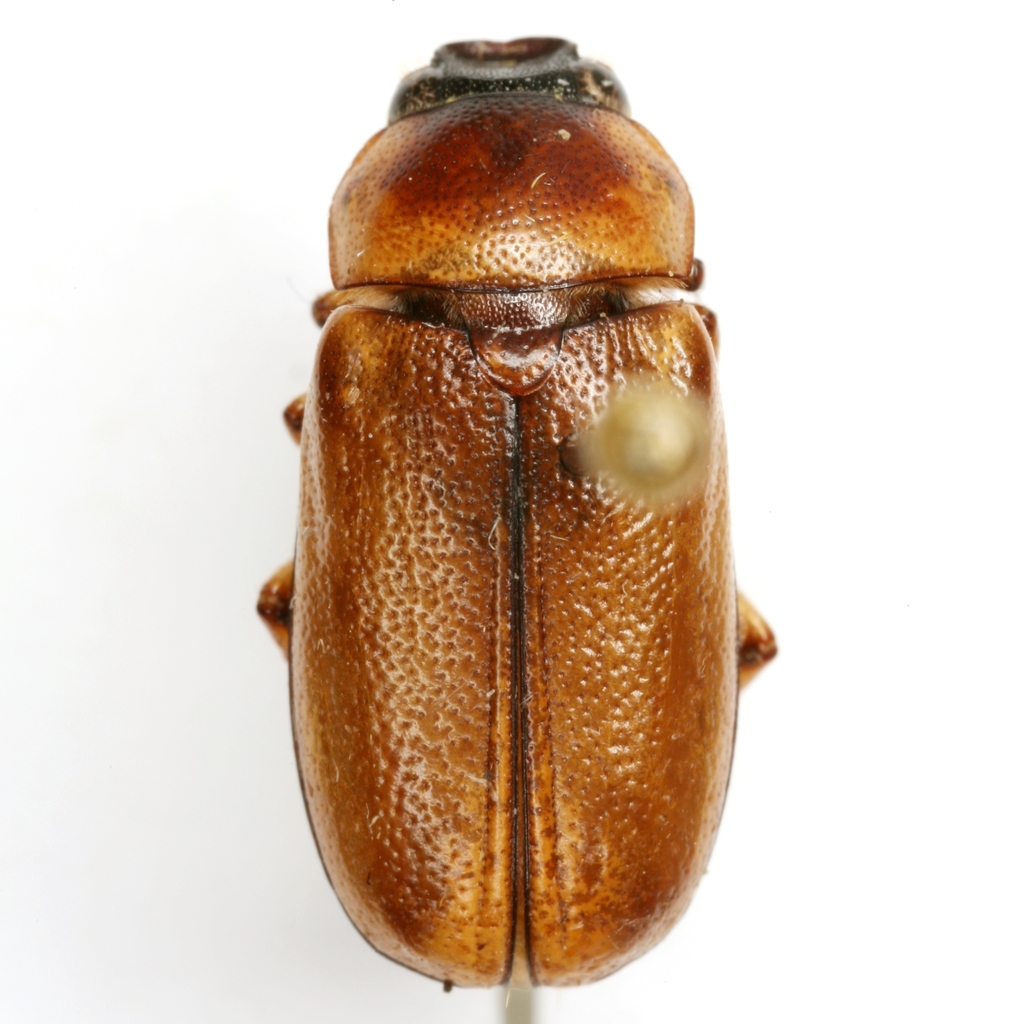 Phyllophaga tusa