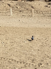 Columba livia domestica