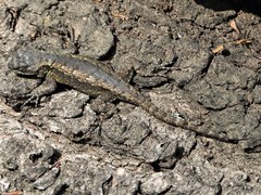 Sceloporus anahuacus