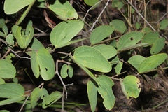Bauhinia mendoncae image