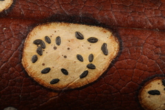 Lophodermium schweinitzii