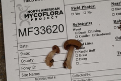 Mycena rutilantiformis