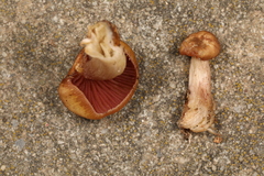 Mycena rutilantiformis