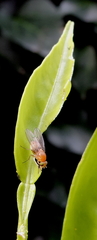 Sapromyza sciomyzina