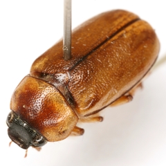 Phyllophaga tusa