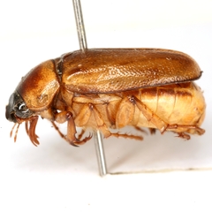 Phyllophaga tusa