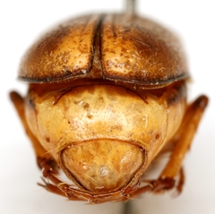 Phyllophaga tusa