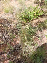 Eragrostis nindensis