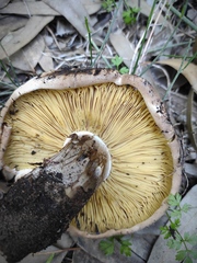Calocybe hypoxantha