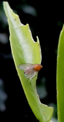 Sapromyza sciomyzina