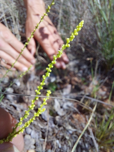 Lophiocarpus tenuissimus (Lophiocarpus tenuissimus)