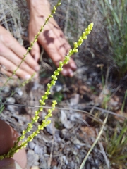 Lophiocarpus tenuissimus
