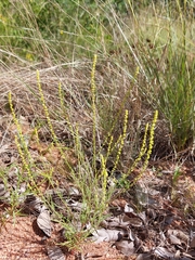 Lophiocarpus tenuissimus